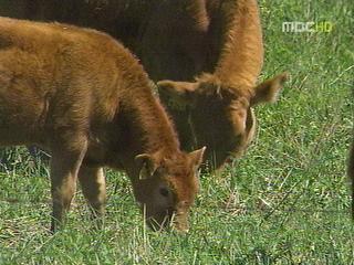남미의 깨어나는 잠재력