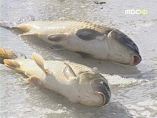 물고기 수천 마리 떼죽음