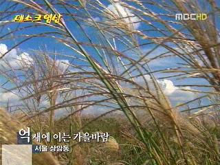 억새에 이는 가을바람