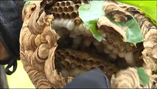 폭염 속 말벌의 습격벌집 제거 비상