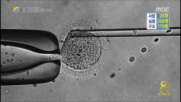 국내 연구진 "성인 체세포 복제 줄기세포 성공"