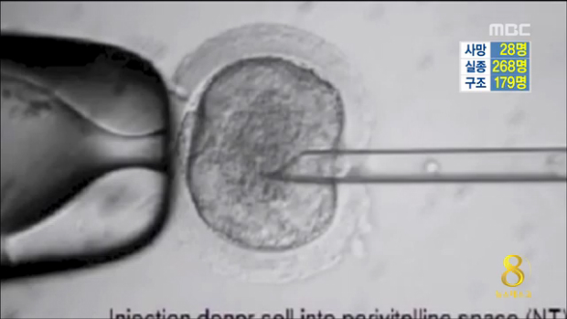 체세포 복제 줄기세포 어떻게 쓰이나전망과 과제