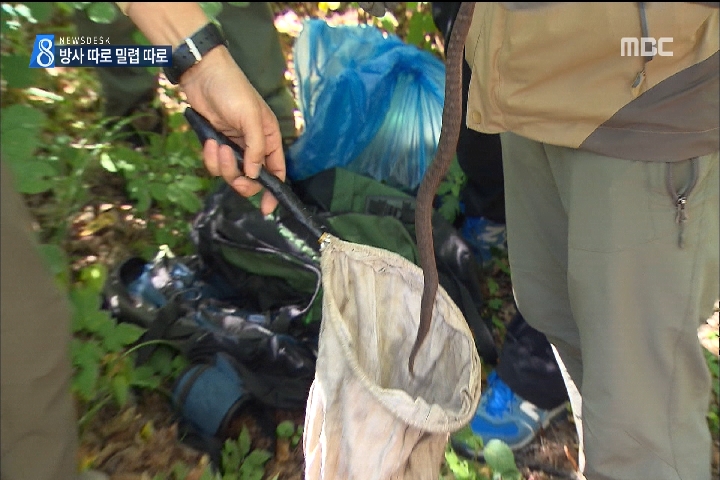 멸종위기종 방사해도 밀렵꾼들이 포획 생태복원 무색