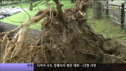 가로수 왜 많이 뽑혔나가뭄 약해진 지반