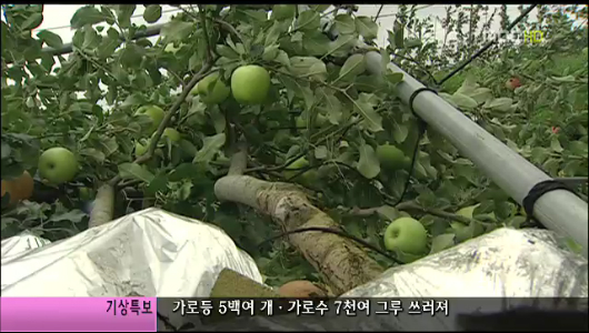 배 사과 우수수낙과로 과일 농가 큰 피해 