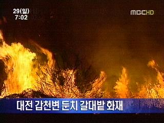 대전 갑천변 둔치 갈대밭 화재