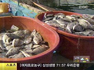 한파로 폐사된 물고기퇴비로 효과 톡톡