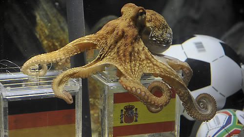 <월드컵> 문어 파울, 남아공월드컵 MVP?