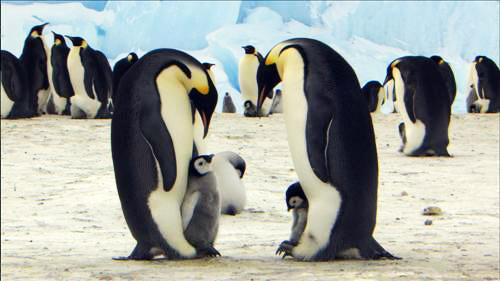 "황제펭귄은 또 다른 '사람'이더라"