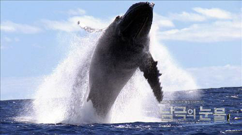 "황제펭귄은 또 다른 '사람'이더라"