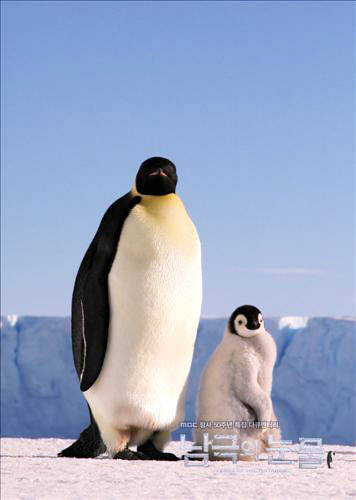 "황제펭귄은 또 다른 '사람'이더라"