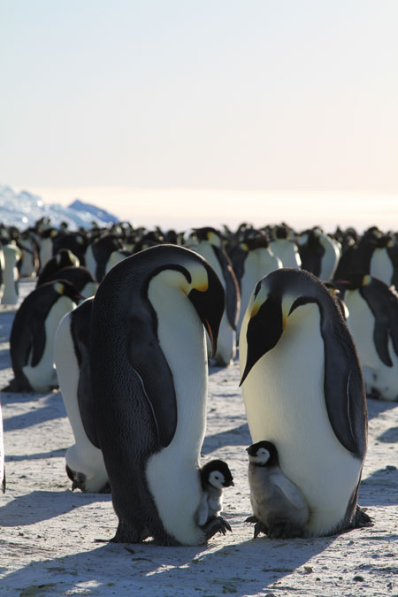 '황제펭귄 펭이와 솜이' 남극의 눈물3D 극장판, 8월 9일 개봉 확정!