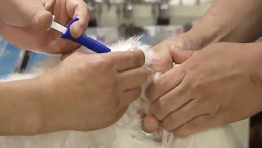 인도네시아 관광지 발리에 광견병 주의보