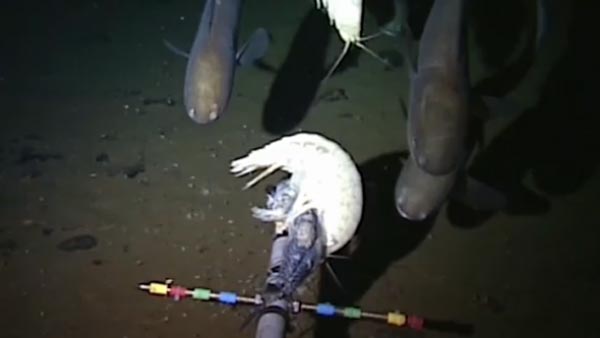 세계기록 수심 8천200에서 사는 심해어 발견