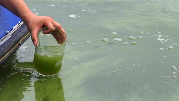 경기도 과산화수소로 녹조 제거 효과 확인