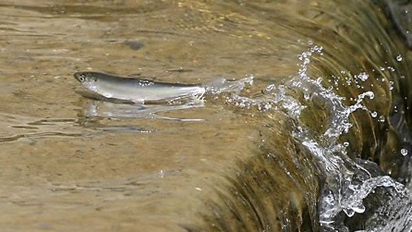 오늘부터 동해안 하천 은어잡이 금지 적발시 징역벌금형