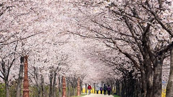 한강봄꽃축제 시작, 뚝섬 개나리꽃길 5㎞ 걸으며 봄을 느낀다