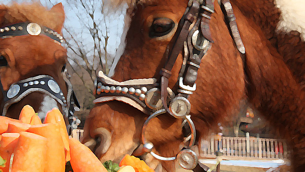 일산서 2살 어린이 먹이주기 체험 중 말에 물려 부상