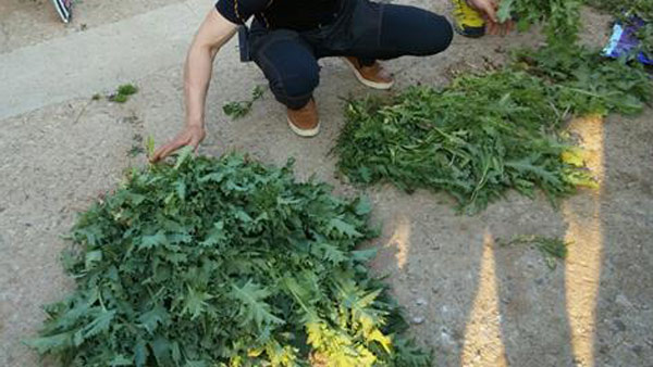 비닐하우스에서 양귀비 경작 60대 "자생했다"