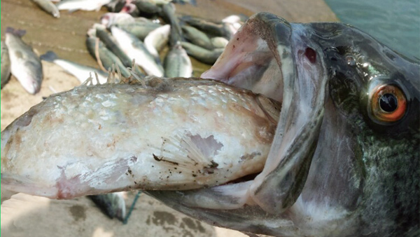 환경부 "생태계 교란 생물 45종 위해 우려종 지정"