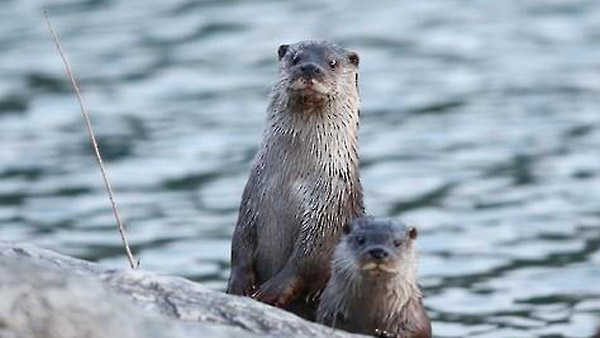 섬진강 하구 수달큰고니 등 996종 생물 살아