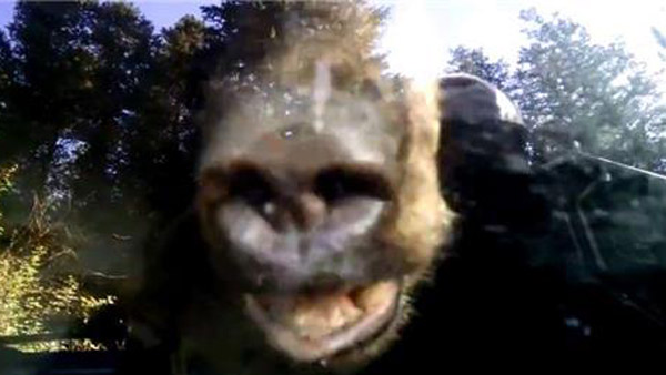 대전 민간 동물원에서 곰 탈출 잇따라