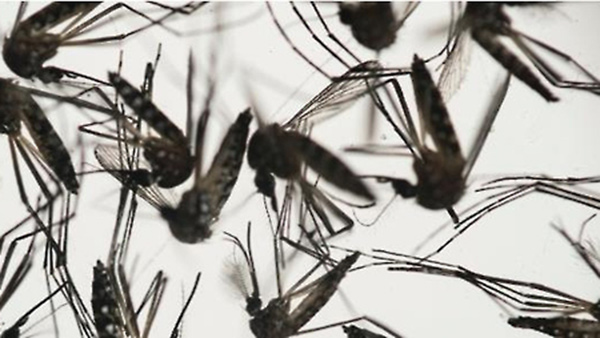 브라질 남동부 황열병 피해 급증 추정 사망자 47명