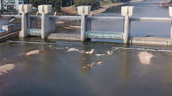 멸종위기 은줄팔랑나비 금강서 348마리 발견