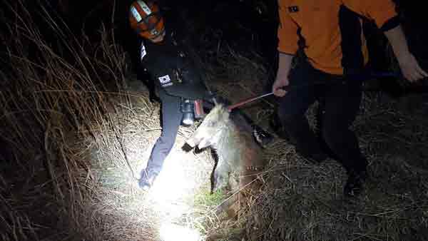 광주 한 주택가에 멧돼지 출몰마취총 쏴 포획