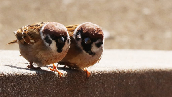 인천 가정집 안에 살던 참새 구조