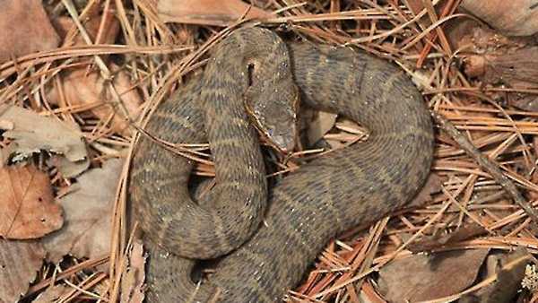 서울 방배동 아파트 단지에서 1미터 길이 뱀 출현