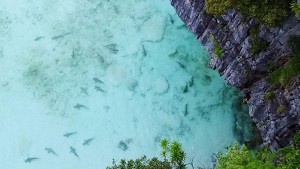 6개월 문닫은 태국 피피섬 마야베이에 상어떼가 돌아왔다