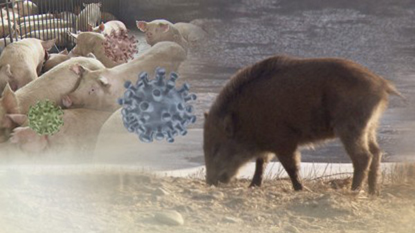 환경부 "야생멧돼지 적극 포획"돼지열병 지역 구분해 차등관리