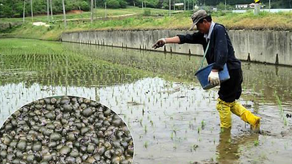 왕우렁이 생태계교란 생물 추진에"친환경 쌀농업 어쩌나"
