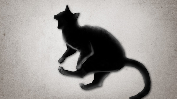 화살촉 쏴 고양이 다치게 한 40대 검거