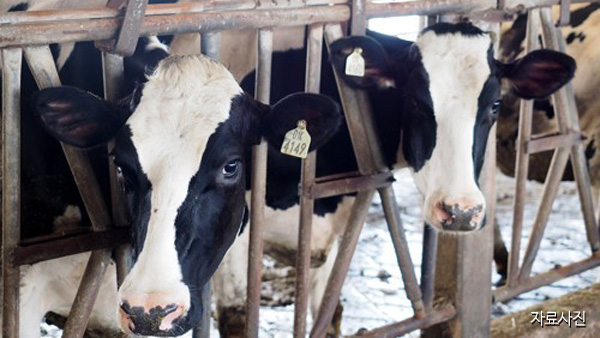 폴란드에서 광우병 소 발견