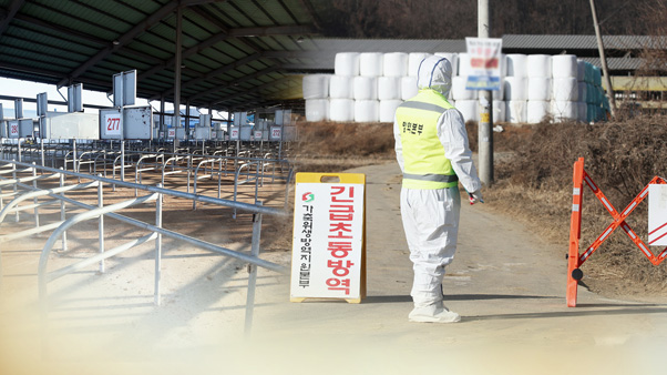 구제역 발병 아니라지만 잇단 항체검출에 불안 증폭…방역 강화