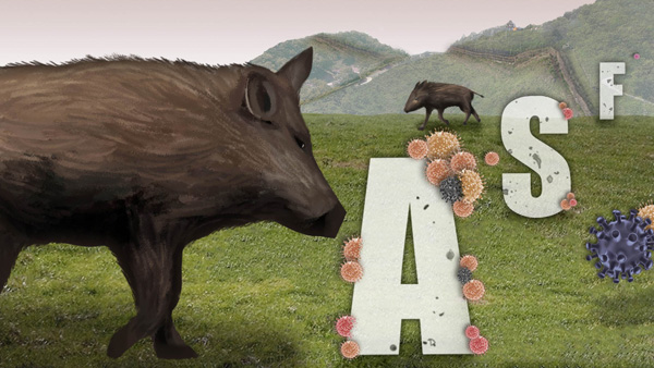 야생멧돼지 14개체에서 아프리카돼지열병 검출…200건 육박