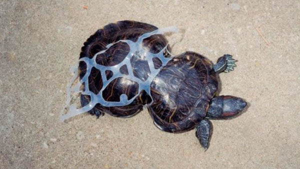 "바닷속 거북이를 살려라"…플라스틱 분해 기술 국내연구진이 찾았다