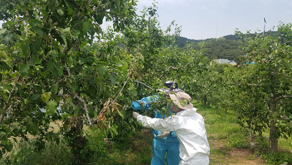 사과·배나무 말라죽는 과수화상병 집중발생…위기경보 격상