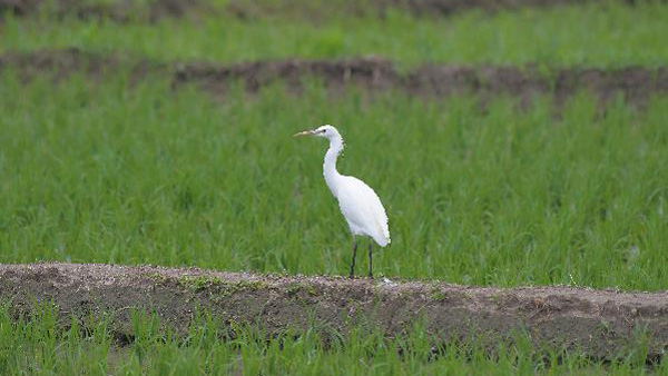 멸종위기종 '노랑부리백로' 세종보 인근 논에서 발견 