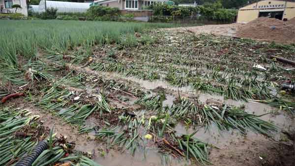 폭우로 가축 30만마리 폐사하고 농작물 6천㏊ 침수
