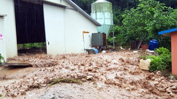 8월 집중호우로 닭 150만마리 폐사…축산농가 복구지원