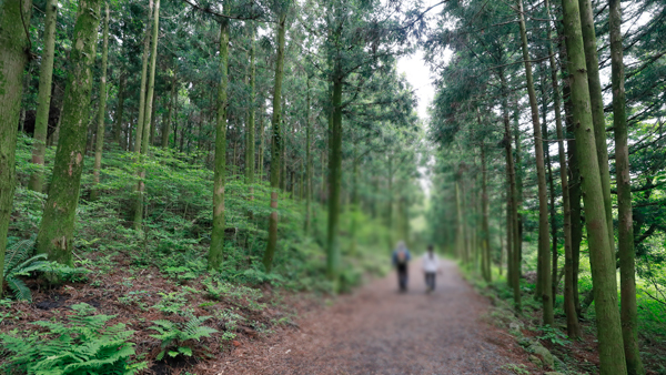 우리아이 등교길 숲길로…내년 100억원 투입