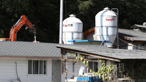 화천 돼지사육농장 ASF 추가 확진…예방적 살처분 조치