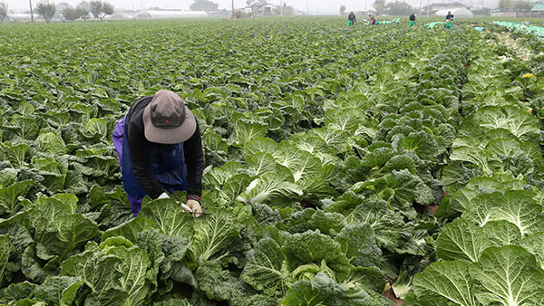 '금추'된 배추…재배면적도 26% 증가 