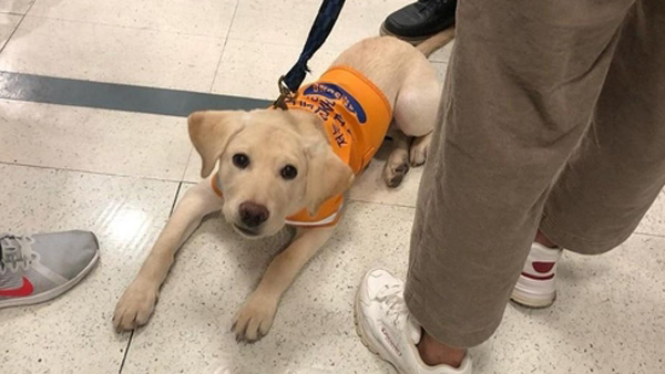 롯데마트, 안내견 거부 논란에 사과…"견주 입장 배려 못해"