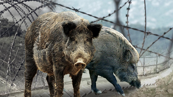 파주 민통선 내 야생멧돼지 폐사체서 ASF 바이러스…총 58번째