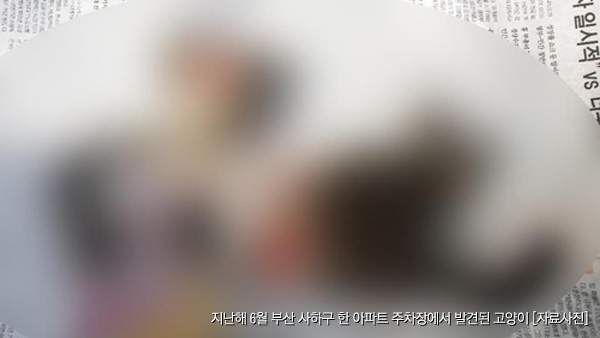 토막난 새끼고양이 발견…학대 여부 경찰 수사