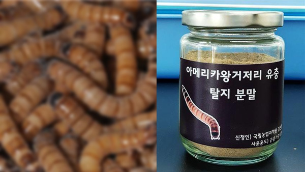'아메리카왕거저리 유충' 식용곤충 인정…
